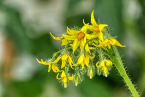 tomato blossoms