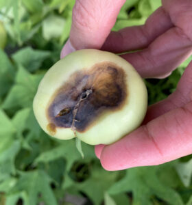 tomato with blossom end rot