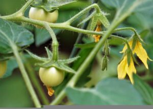 tomato flowers and tomatoes