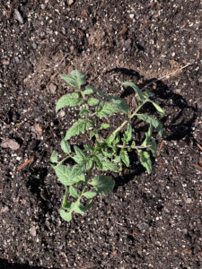 tomato plant