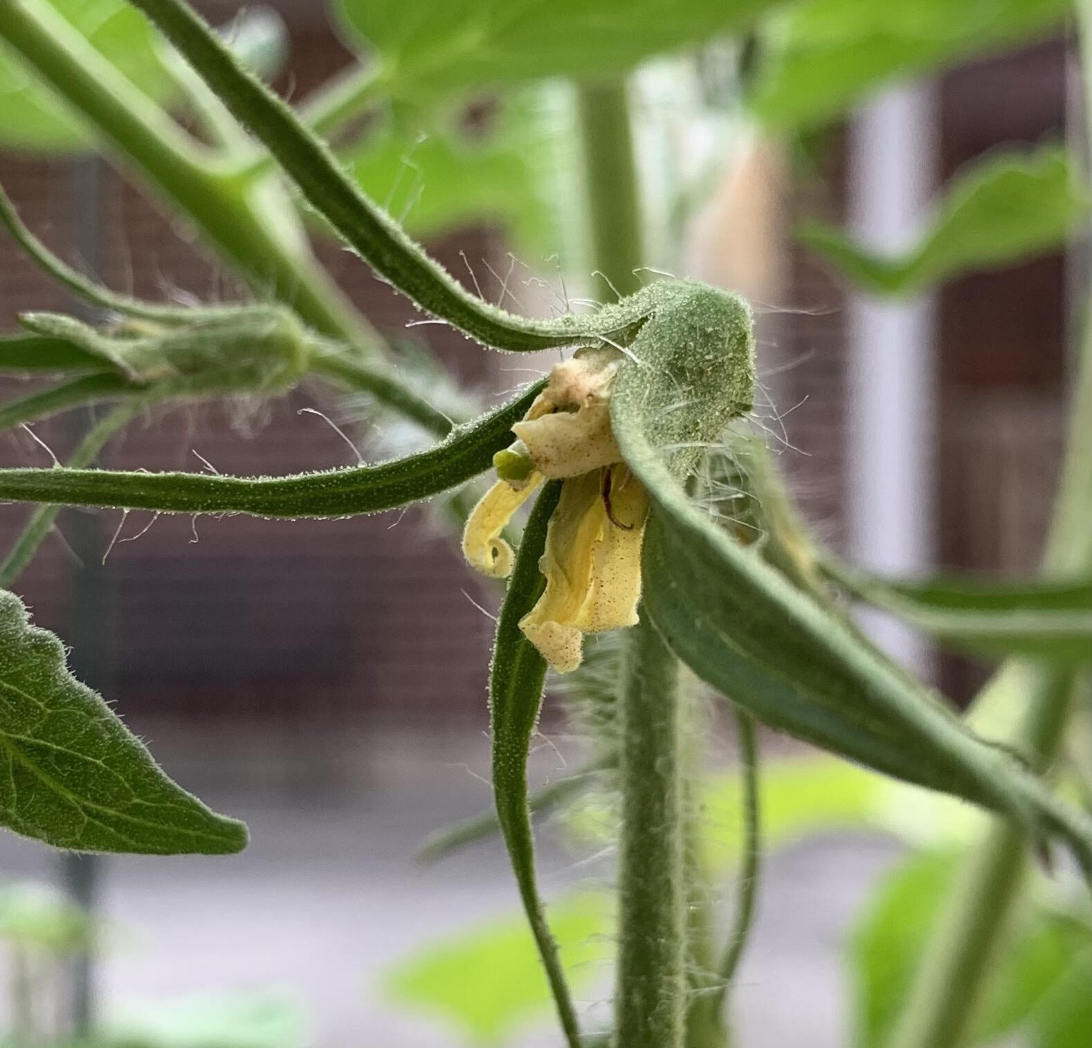Read more about the article Top 7 Reasons Why Tomato Flowers Fall Off