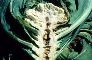 cauliflower boron deficiency