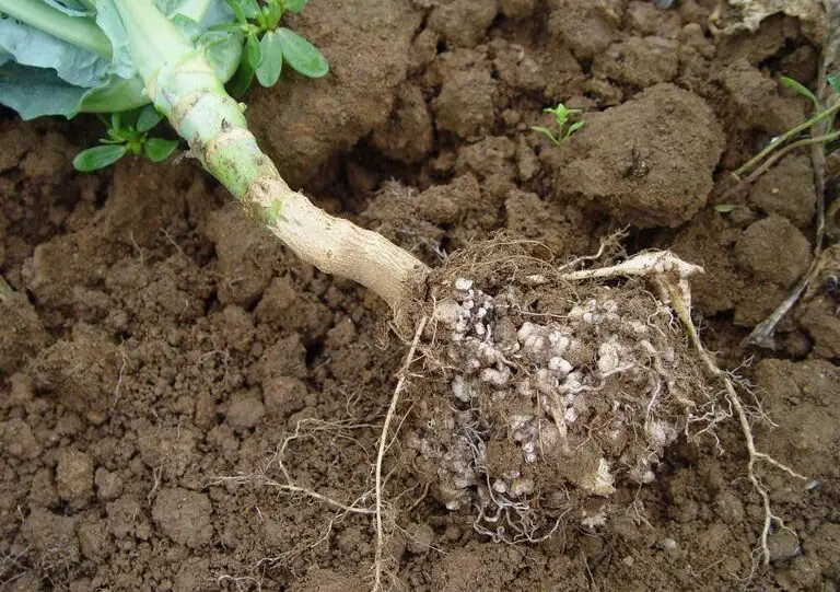 Read more about the article How to Combat Clubroot Disease in Brassicas