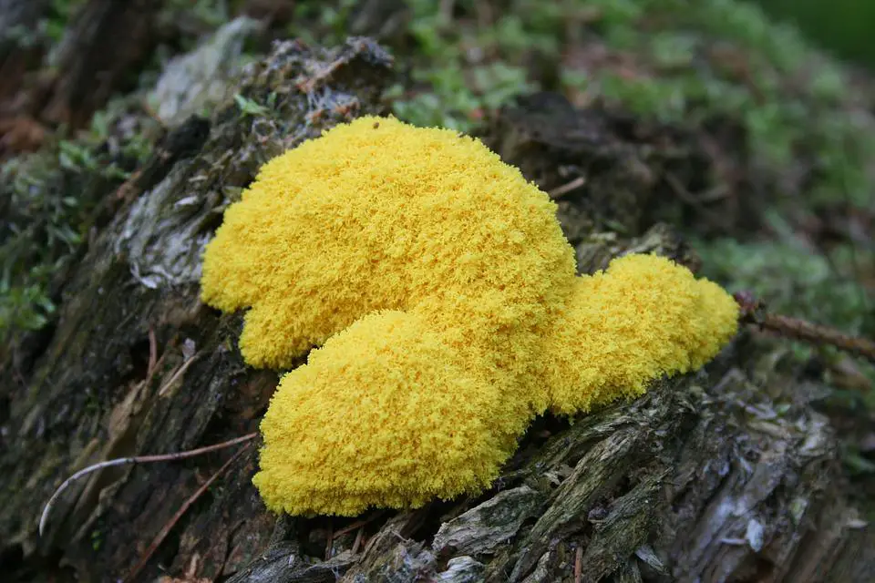 Read more about the article What is Dog Vomit Slime Mold?