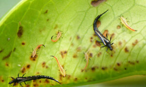 adult and nymph thrips