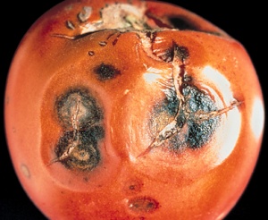 anthracnose fungal disease tomato