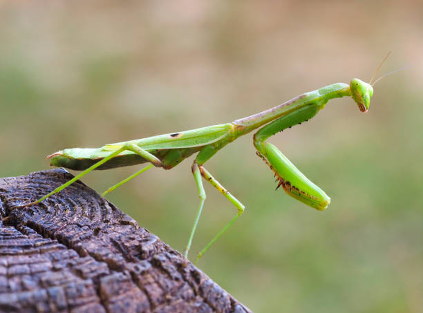 Read more about the article Praying Mantis: What You Need to Know