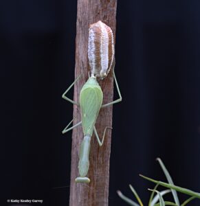 praying mantis laying eggs