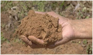 silty soil