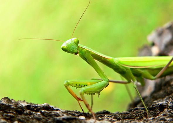 Read more about the article 3 Ways to Attract a Praying Mantis to Your Garden