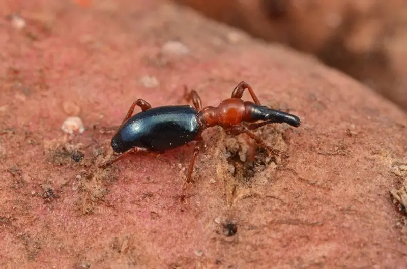 You are currently viewing Sweet Potato Weevils: How to Identify and Treat