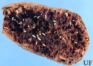 sweet potato weevil larvae