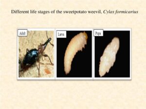 sweet potato weevil stages