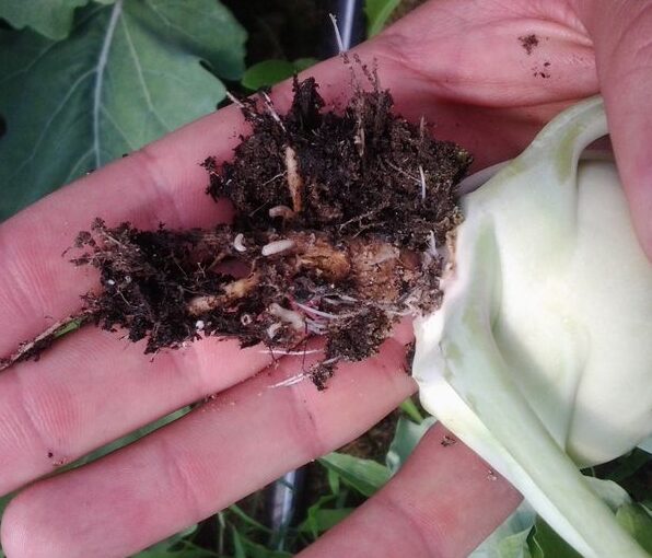 Read more about the article Cabbage Root Maggots: How to Identify, Control, and Prevent