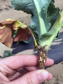 cabbage root maggot