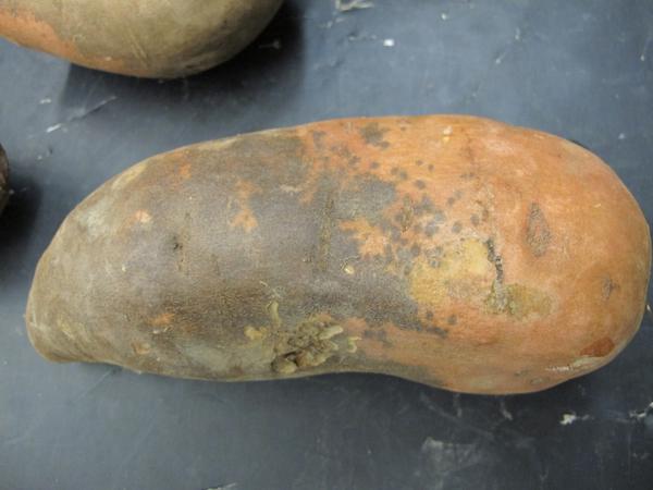 Read more about the article Sweet Potato Scurf: How to Identify and Prevent