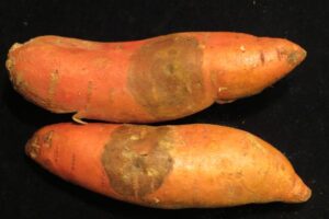 Read more about the article Sweet Potato Black Rot: How to Identify and Manage