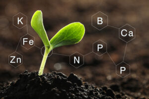 soil macro and micronutrients