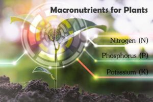 macronutrients NPK