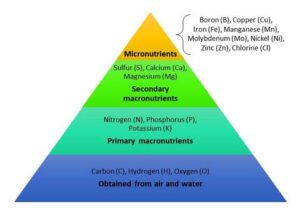 plant nutrition pyramid