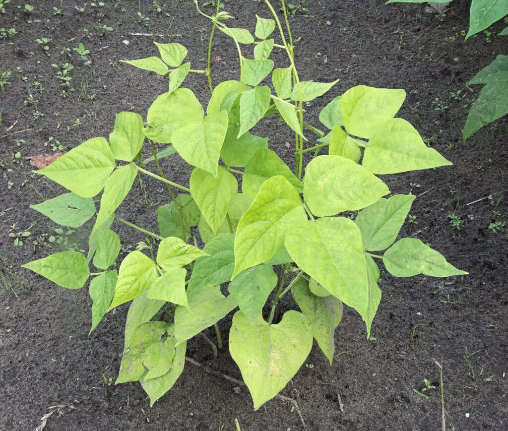 5 Signs of Nitrogen Deficiency in Garden Plants Okra In My Garden