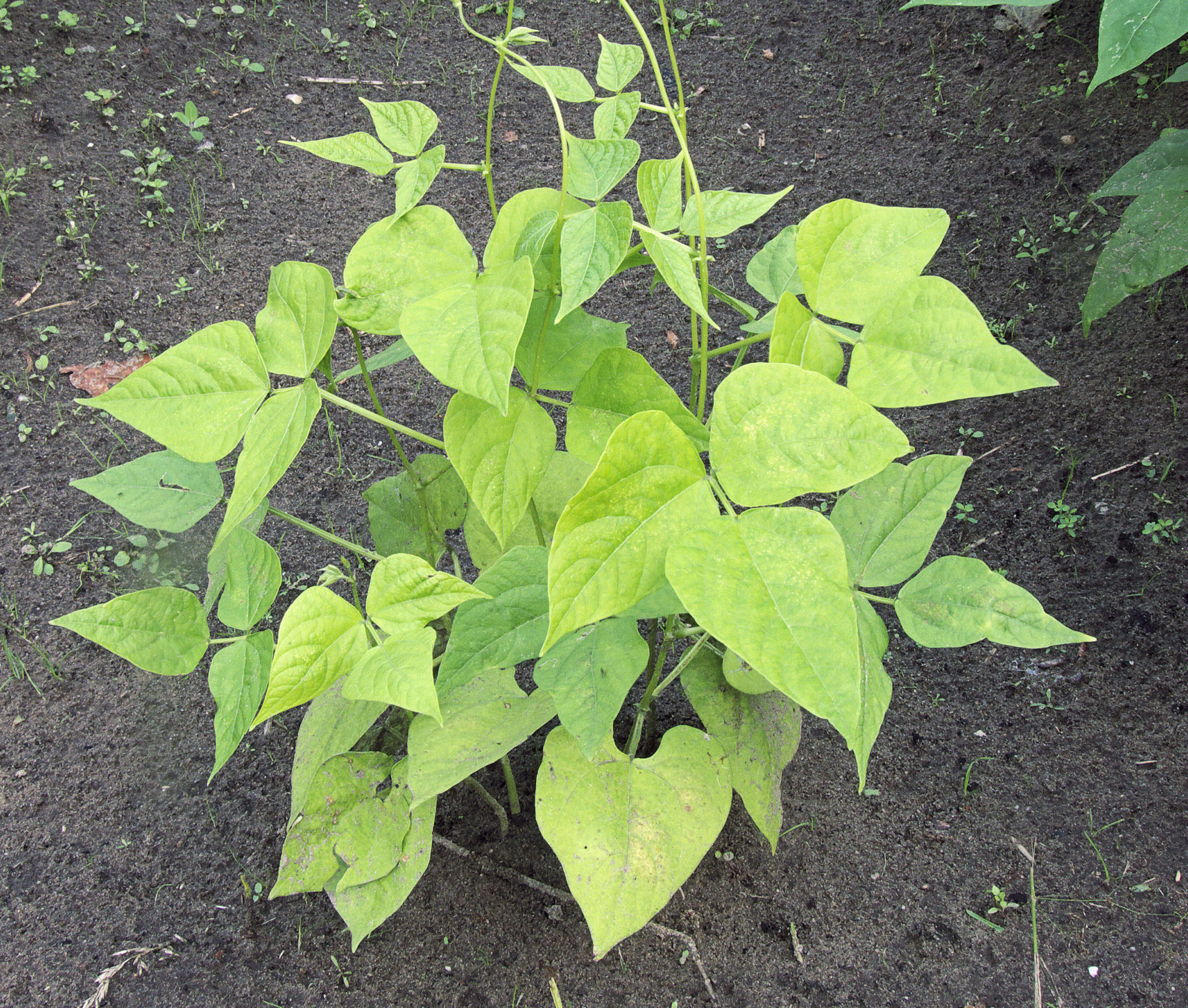 Read more about the article 5 Signs of Nitrogen Deficiency in Garden Plants