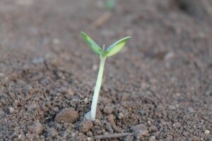seed germinate sprout