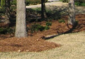 pine straw mulch