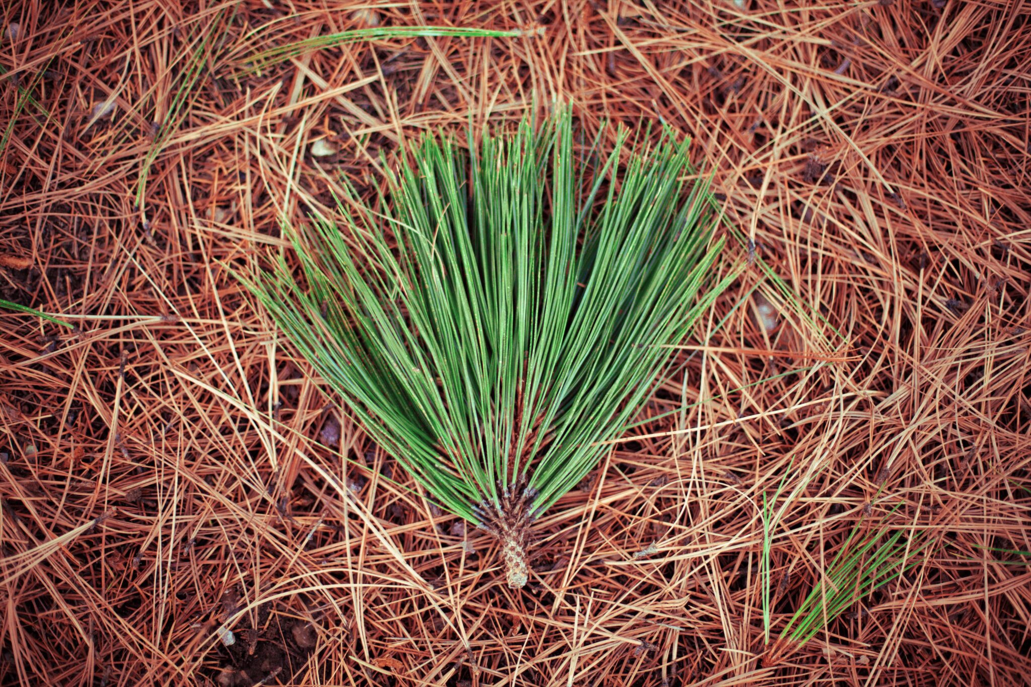 Can You Add Pine Needles to the Compost Bin? Okra In My Garden