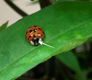 Asian beetle