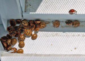 Asian beetles overwinter in home