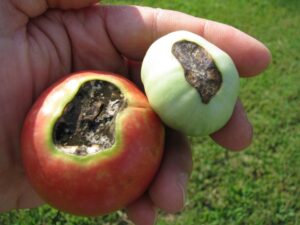 tomato blossom end rot