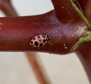 pink ladybug