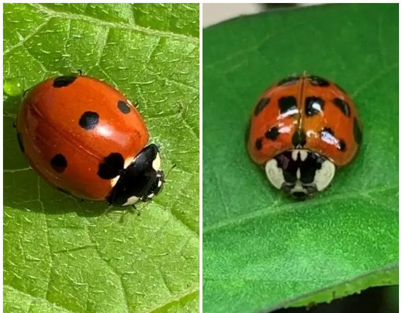 Read more about the article Ladybugs and Asian Beetles: How to Tell the Difference