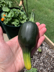 Blossom end rot in zucchini