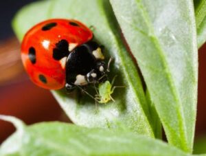 ladybug and aphid