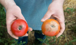 blossom end rot tomato