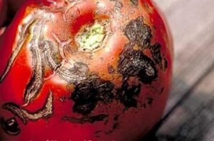 tomato early blight on fruit