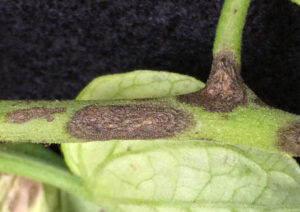 tomato early blight stem