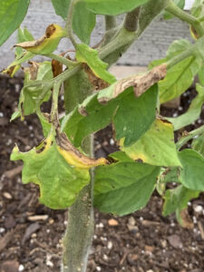 early blight tomatoes