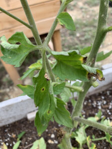 early blight tomato