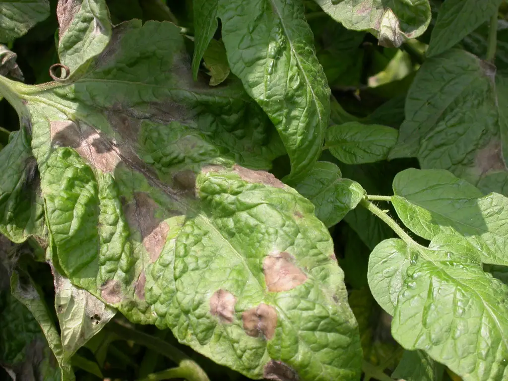 You are currently viewing Late Blight in Tomatoes: How to Treat and Prevent