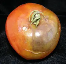 late blight in tomato