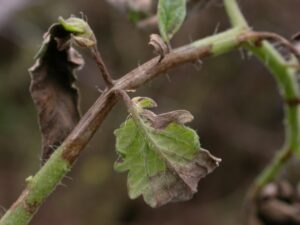 late blight in tomatoes