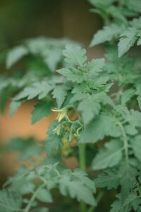 tomato leaves