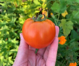 red, ripe tomato