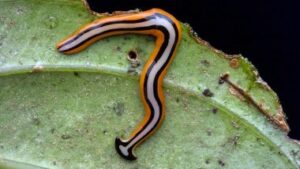 hammerhead worm