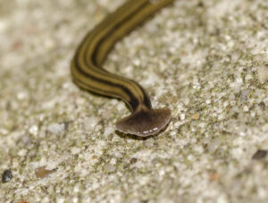 Read more about the article Hammerhead Worms: Important Info About This Toxic Flatworm