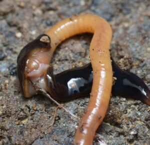 hammerhead worm eating earthworm