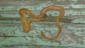 hammerhead worm 